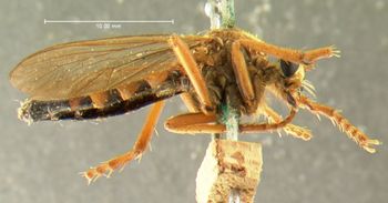 Media type: image;   Entomology 12822 Aspect: habitus lateral view